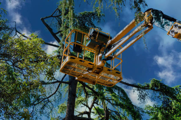 Best Storm Damage Tree Cleanup  in Progress Village, FL